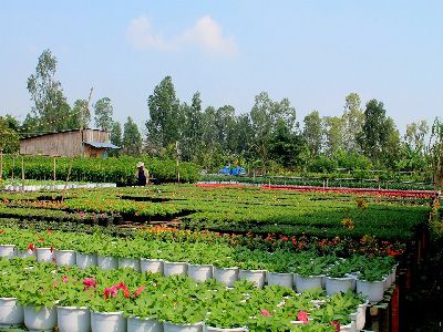 Ngôi làng có bốn mùa xuân ở Sa Đéc - Đồng Tháp